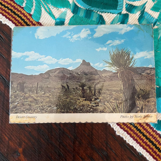 Vintage Arizona Cactus Postcard
