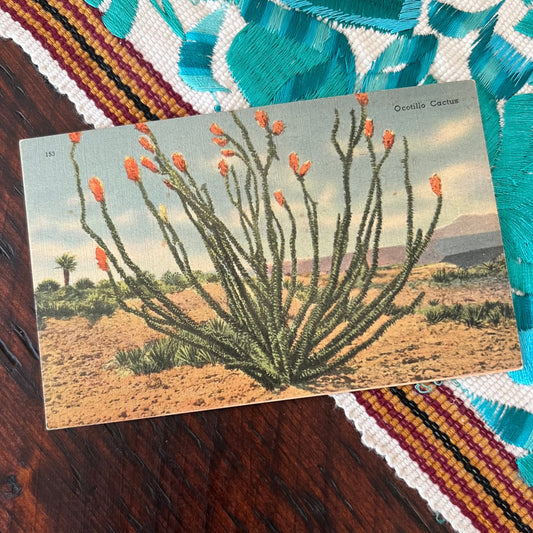 Vintage Ocotillo Postcard
