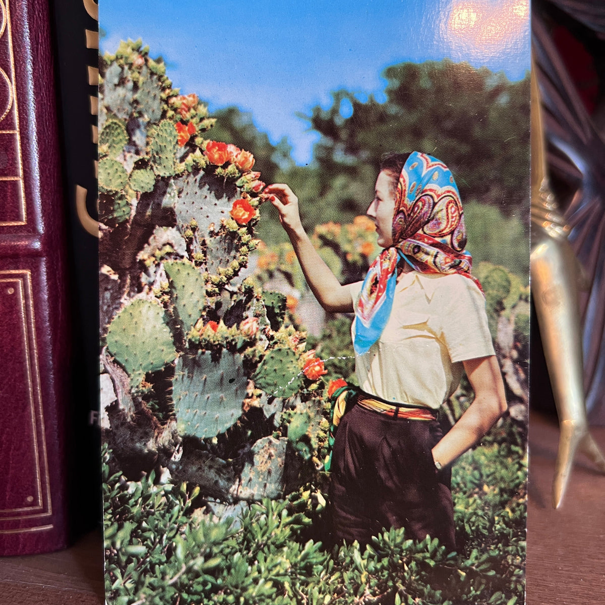 South Texas Cacti Beauty Postcard