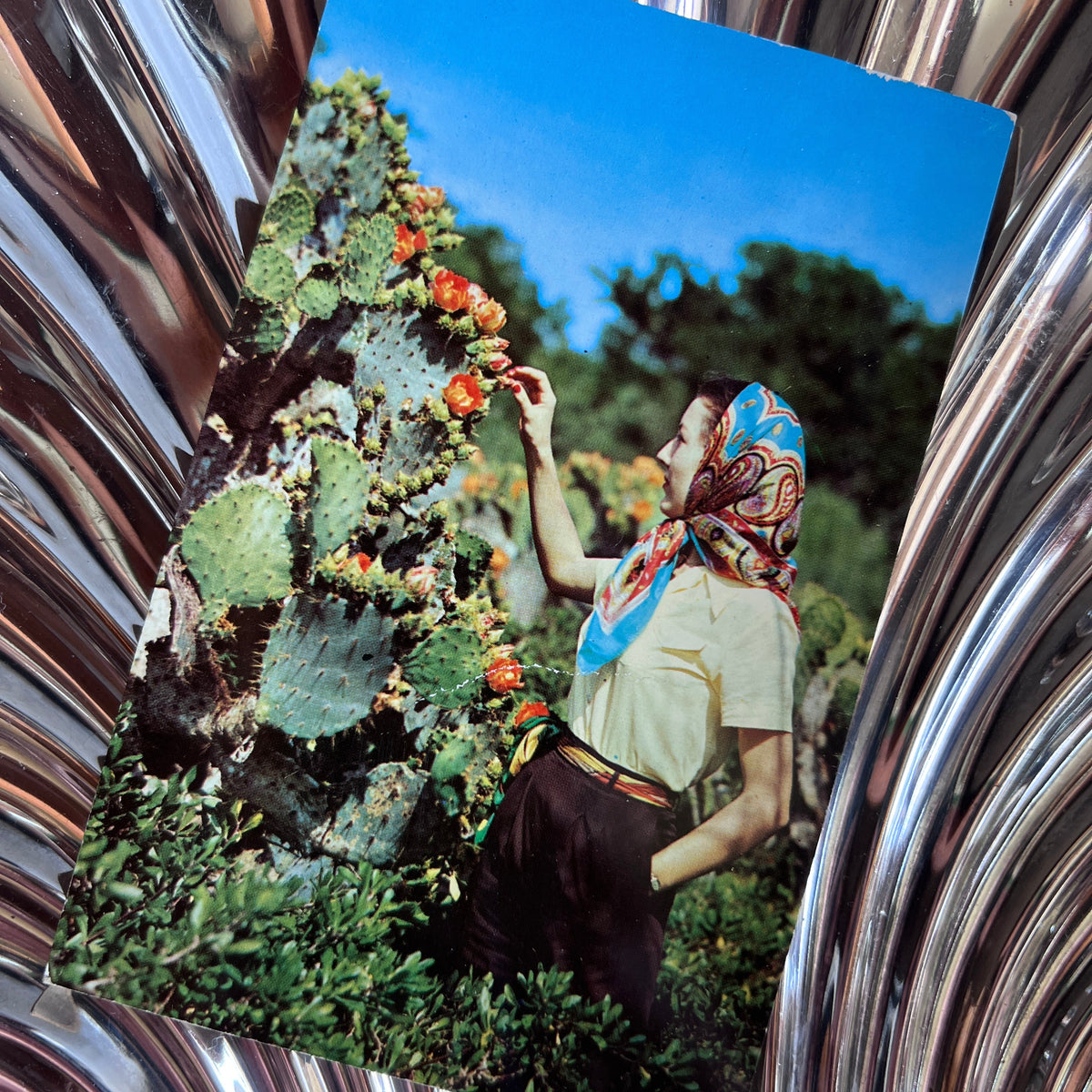 South Texas Cacti Beauty Postcard